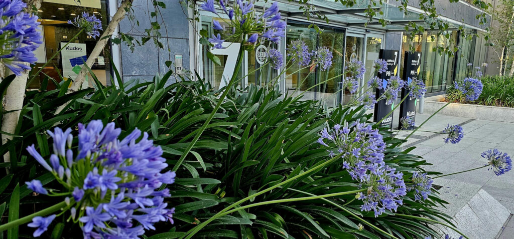 Descubre los Secretos Verdes de Las Mercedes con Kudos